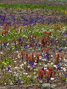 Wild Garden 20-0010-2a